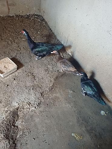 it tap az: Erkək, | Lal ördək, Damazlıq, Ünvandan götürmə — 1