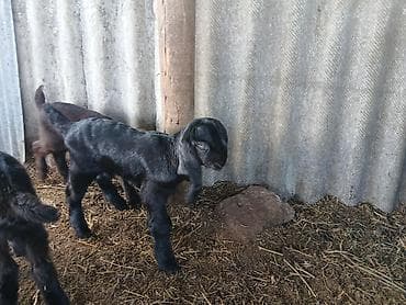 Gəmiricilər: Təmiz hələb çəpişləri. südəmər . erkəkdə var dişidə. heyvanlar — 7