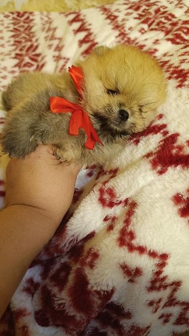 shih tzu stenci: Şpitz — 5