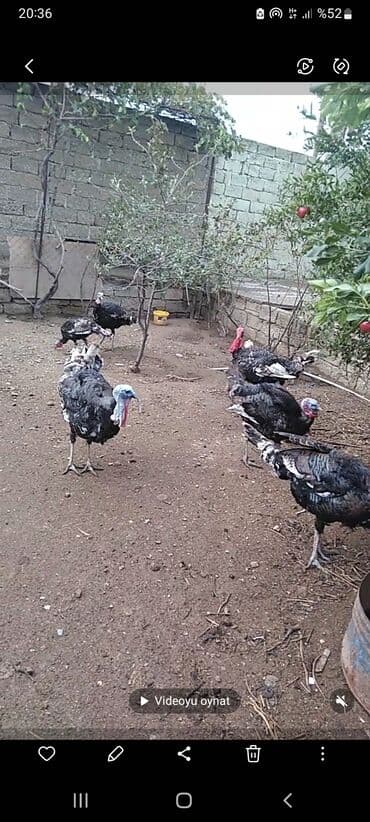 arpa toxumu satışı: Erkək, Damazlıq — 2