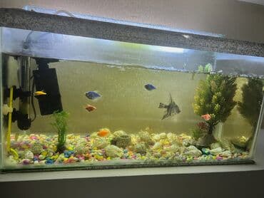 akvarium bitkileri: Dördbucaq akvarium, Balıqlarla birlikdə, 30 l, Ünvandan götürmə — 1