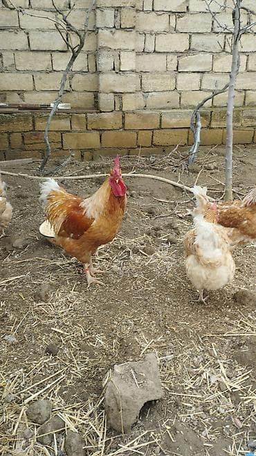 danisan qus: Temiz qan lohmann brown xoruz satilir .aktiv 1il 1ayluq xoruzudu — 6