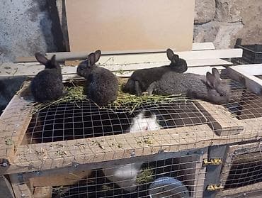 malta: Məhsul: Dovşanlar (ana və balaları) Təsvir: - Şəkillərdə böyük ağ — 8