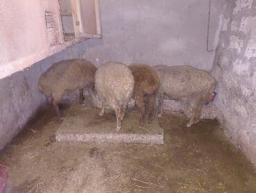 Gəmiricilər: Ana bala bala 3ay disidir. agzinda disi var qoyunun dis atib 2.3dene — 3