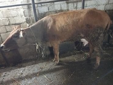 şvis inək: Salam gördüyünüz bu düyə birinci qarını dogub 20 gunluy Erkey balası — 5