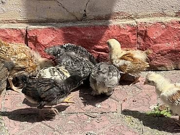 kənd cücələri: Toyuq cücələri, Ətlik — 6