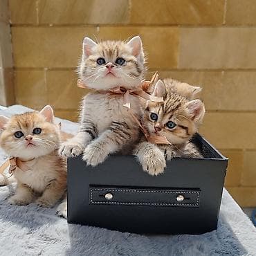 Heyvanlar: Britan — 2