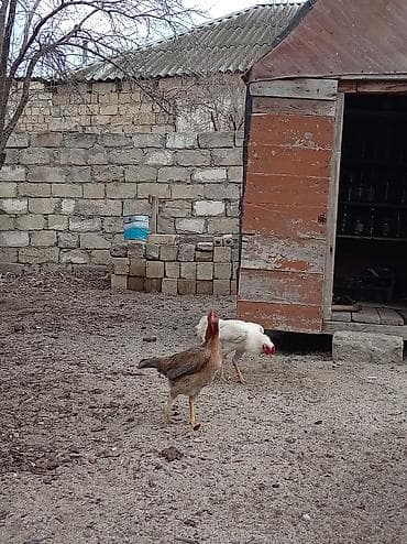 Гуси: Ağ rəngli xoruz – yerli həyətyanı təsərrüfatda yetişdirilib — 5