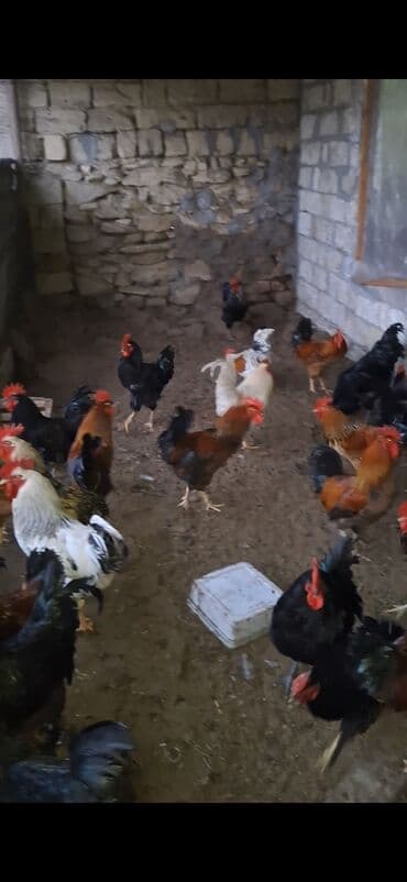 xacmazda satilan inekler: Куры — 1