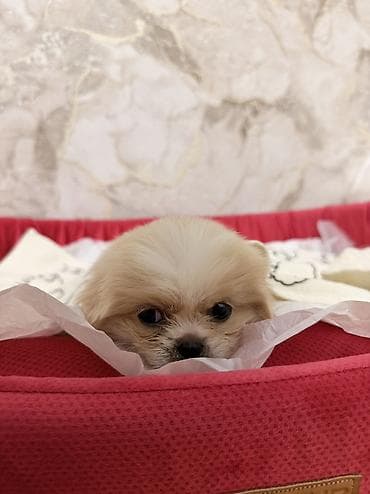 heyvanlar atlar: Pekines, 1 ay, Erkək — 4
