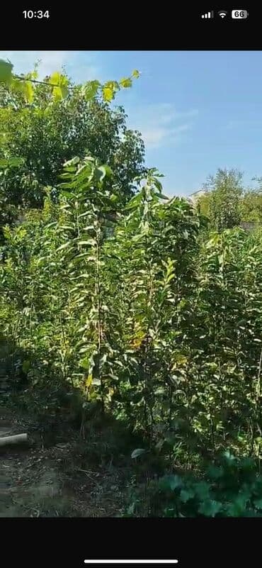 dəmir tikanı bitkisi: Gilas tingləri 1000 ədəd 2 illikdiler Napaleon Ramanı çalqırım — 4