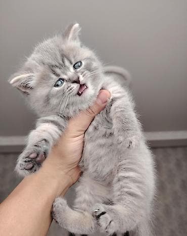 şotland pisik: Şotland, Erkək — 4