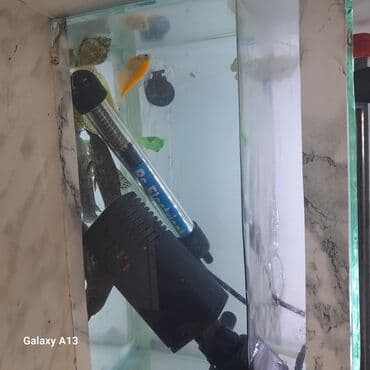 betta balıq: Akvaryum seti - Şüşə akvarium (şəffaf, dikdörtgen formalı) – yan — 1