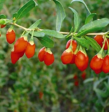 xiyar şitili: Goji giləmeyvəsi ştili (Lycium barbarum) 1 və 2 illik goji kolları — 7