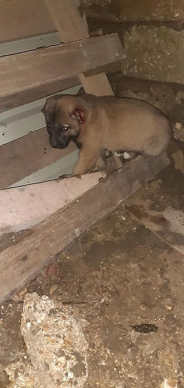 şpitz itləri: Kanqal, 1 ay, Erkek — 4