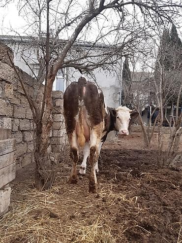 Birinci qarin simental erkey balada slmentaldi sudu 15 letirdi bir at lalafo.az Birinci qarin simental erkey balada slmentaldi sudu 15 letirdi bir