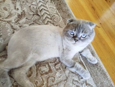 pişik satisi 2022: Şotland yastı qulaq, Yaxşı əllərə — 2