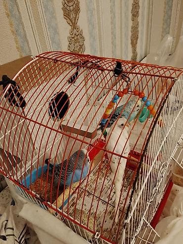 pisik balasi satisi: Dalğalı tutuquşular və qəfəs dəsti - Növ: dalğalı tutuquşu (3 ədəd – — 1