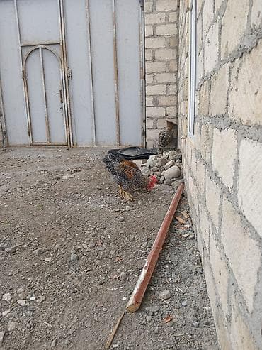 tap az heyvanlar: Toyuqlar — 1