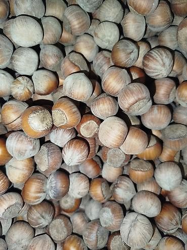 tibbə aid şəkillər: Məhsul: Qabıqlı fındıq Təsvir: - Təbii qabığında, seçmə dənəli — 1