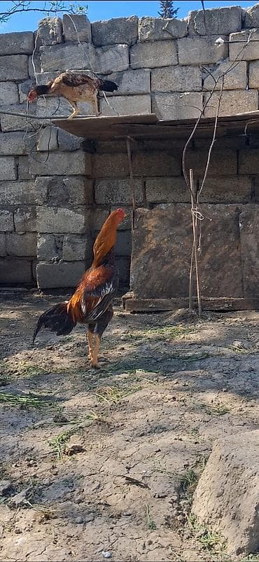 Heyratı beçə satılır 8 aylıqd hüdür ağır heyvan deyil özü tayında