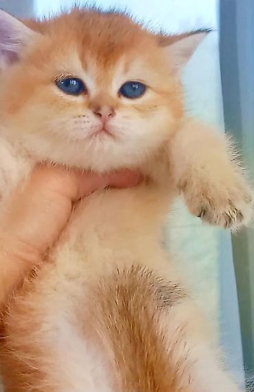 pişik alıram: Britan, Erkək, Yaxşı əllərə, Ünvandan götürmə — 2