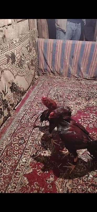 Salam Aleykum ekstra heyvani udub 300 manat alan uduzmaz lalafo.az -da Salam Aleykum ekstra heyvani udub 300 manat alan uduzmaz