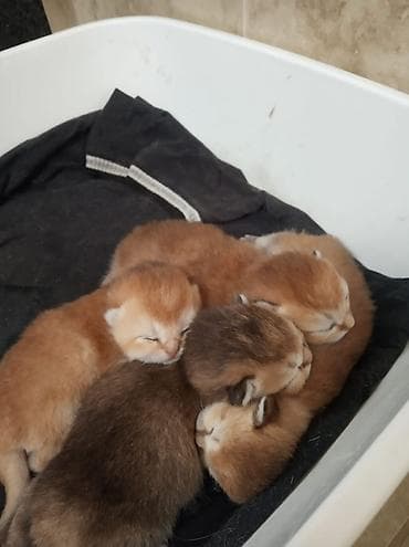 Gəmiricilər: Britan — 1