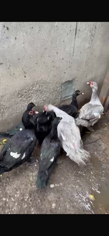 Dovşanlar: Salam 4 qara zumrudu feresi 1 dene qara zumrudu erkeyi 2 dene — 9