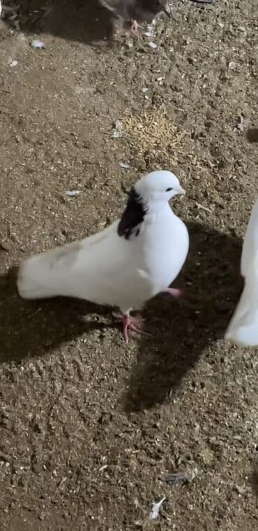 goyerçin yuvasi: Qirmizi boyun şeyka ərkəy heyvan uçuşlu heyvandir satilir telcili pul — 2