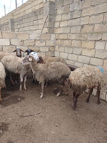 Птицы: Qoyun sürüsü – yerli damazlıq - Şəkillərdə görünən qarabaş və ağbaş — 3