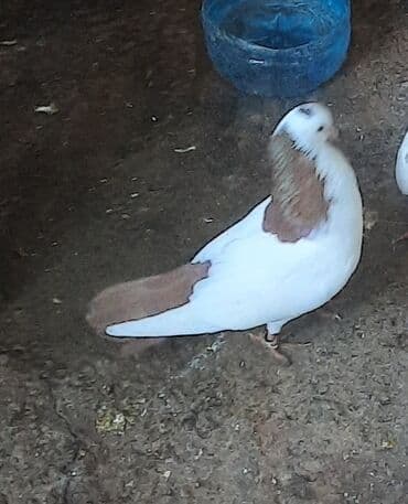 it adları erkek: Göyərçin temiz pecat deste erkeydi mayasi olmadigina gore satiram — 2