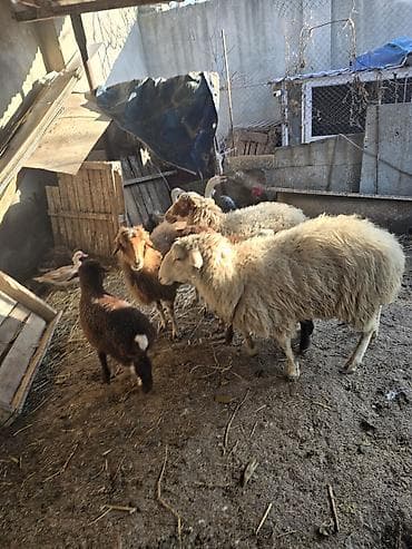 Птицы: Satış: qoyun və quzular dəsti - Növ: yerli qoyun cinsi (qarışıq — 3
