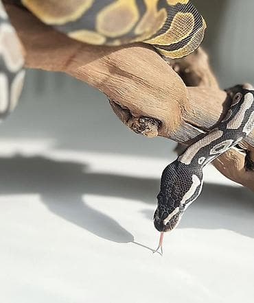 şamo beçə: Предлагаю к продаже здоровых и активных детёнышей королевских питонов — 9