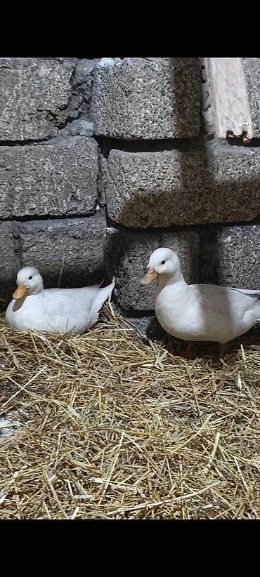 qala sortu qoyunlar: Mini calduk ailesi.ata ana ve 7 bala. 230 azn — 2
