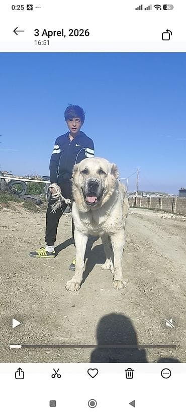 balaca ev itleri: Alabay, Peyvəndli — 2