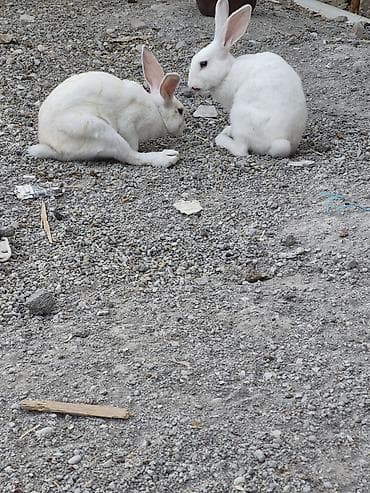 ağ pişik adları: Ağ rəngli ev dovşanları (dişi və erkək) Qeyd olunan qiymət hər iki — 5