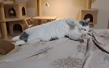 Dişi, Yaxşı əllərə