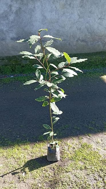 shit: Məhsul: Dəfnə (Laurus nobilis) fidanları – əkim torbasında Təsvir: - — 2