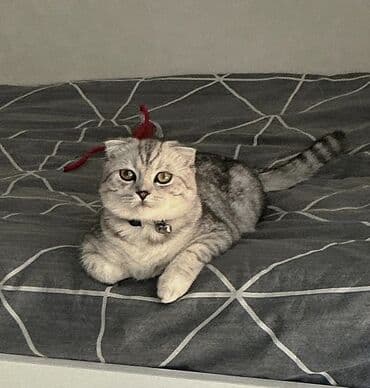 Şinşilla, Erkək, Cütləşmə üçün lalafo.az -da Şinşilla, Erkək, Cütləşmə üçün