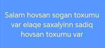 Sogan hovsan