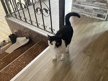 it pisik sekilleri: Yaxşı əllərə — 2