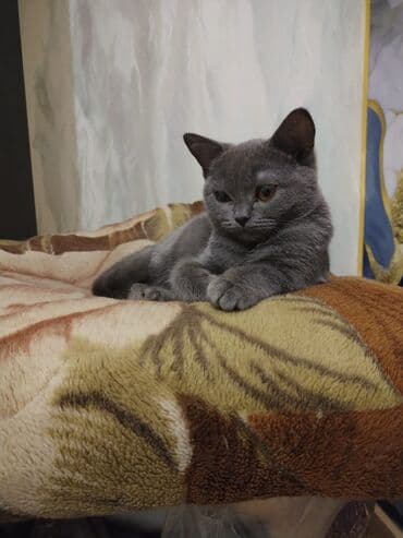 Britan, Erkək lalafo.az -da Britan, Erkək