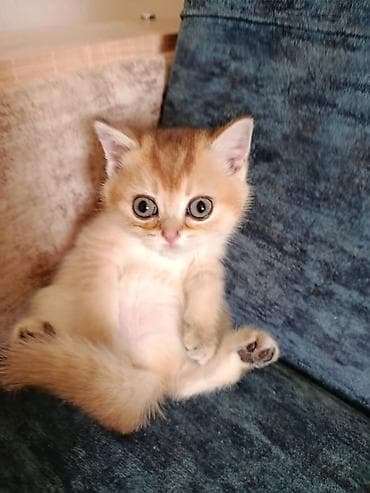 britan pişiyi: Britan — 2