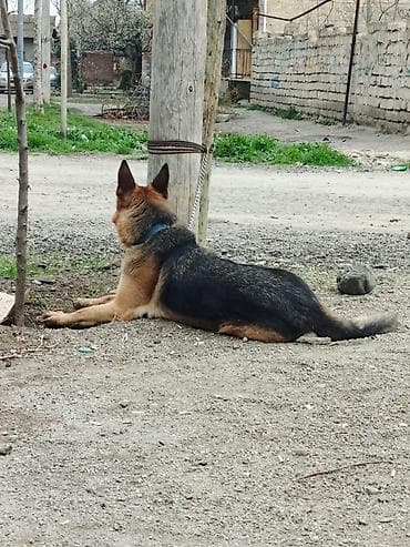 çoban iti satisi: Alman çoban iti — 3