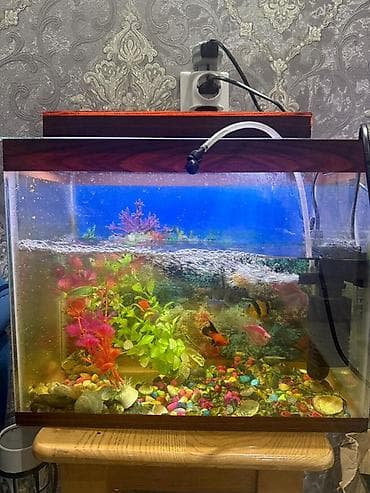 Dördbucaq akvarium, Balıqlarla birlikdə, 50 l, Ünvandan götürmə