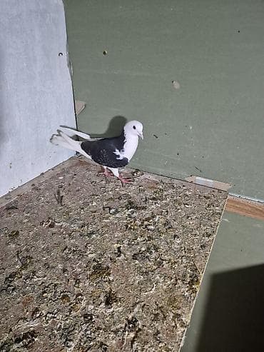 qumru quşu rusca: 1) Qara ağ baş desdə ağ quyruğlar 1 erkəy 1 maya erkəy Masazırda maya — 7