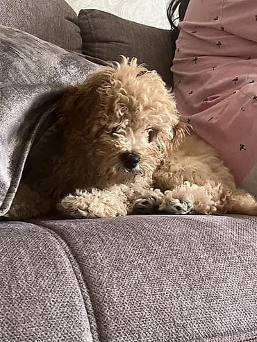 zvonok it satilir: Pudel, 4 ay, Erkek, Peyvəndli — 5