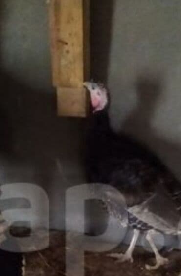 Məhsul: Hind toyuğu (hinduşka) Təsvir:Qirt fərq hinduşka satılır 4