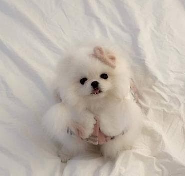 2 ay, Dişi, Sənədli, Ünvandan götürmə lalafo.az -da 2 ay, Dişi, Sənədli, Ünvandan götürmə